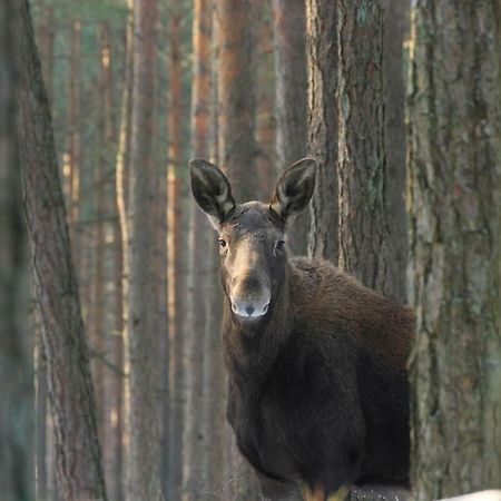 Kwatera Na Bagnach Osowiec  Buitenkant foto