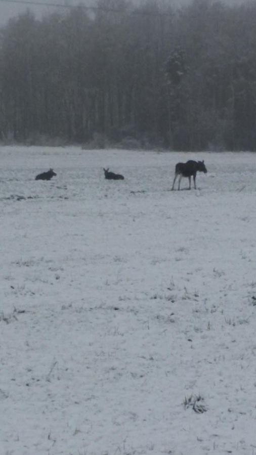 Kwatera Na Bagnach Osowiec  Buitenkant foto